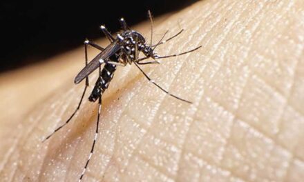 El nuevo coronavirus NO PUEDE transmitirse a través de picaduras de mosquitos